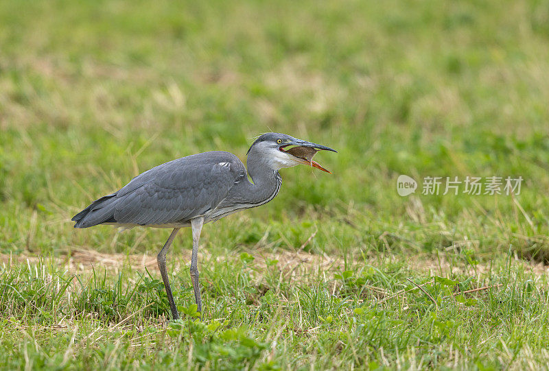 灰鹭(Ardea cinerea)与水田鼠